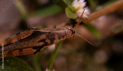 close up of brown grasshopper camouflaged with stem photo