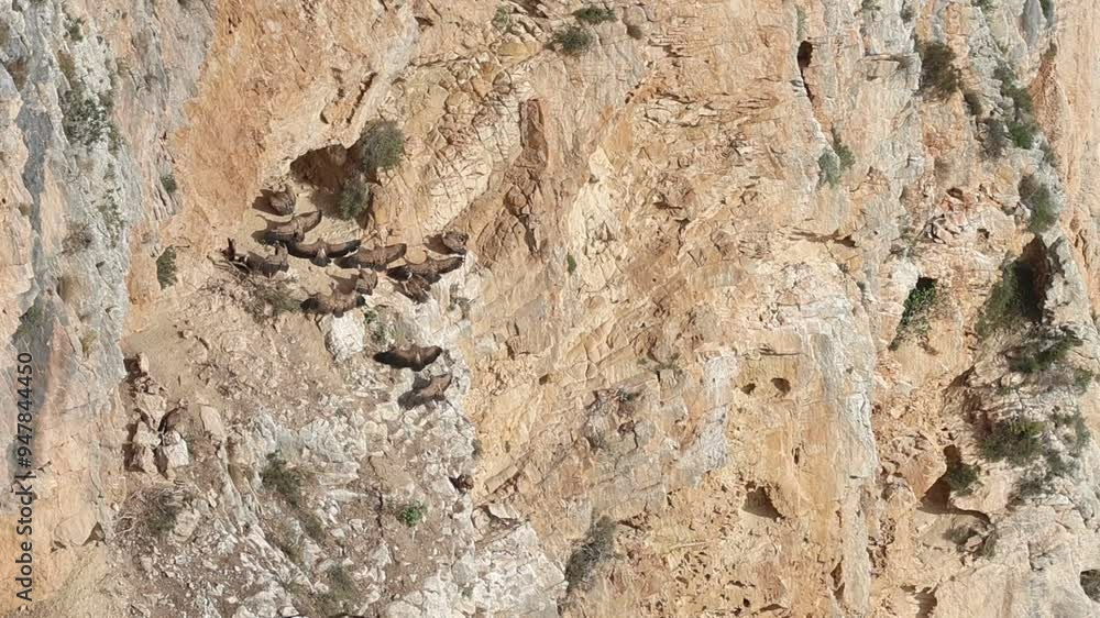 Grupo de buitres gyps fulvus en pared vertical con las alas extendidas calentandose al sol y un buitre leonado incia su vueleo, Alcoy, España Grupo de buitres gyps fulvus en pared vertical con las alas extendidas calentandose al sol y un buitre leonado incia su vueleo, Alcoy, España