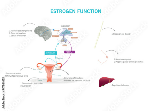 Detailed illustration of the function of estrogen in the female body, highlighting its role in regulating temperature, bone density, and reproductive health.