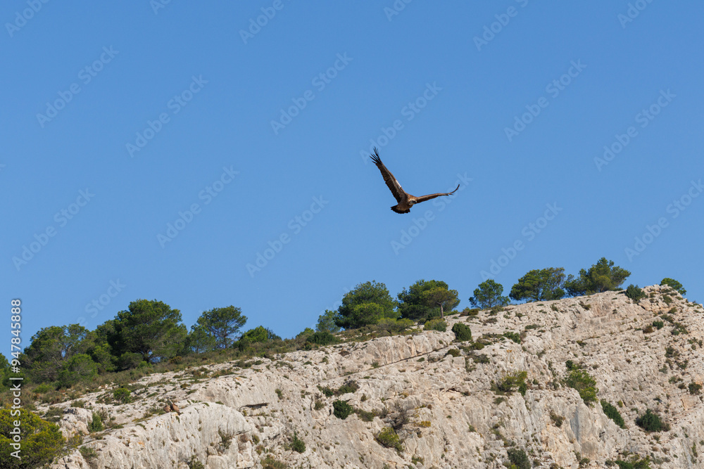 Cima del Alt de les Pedreres en Alcoy con buitre leonado volando y fondo de cielo azul, España Cima del Alt de les Pedreres en Alcoy con buitre leonado volando y fondo de cielo azul, España