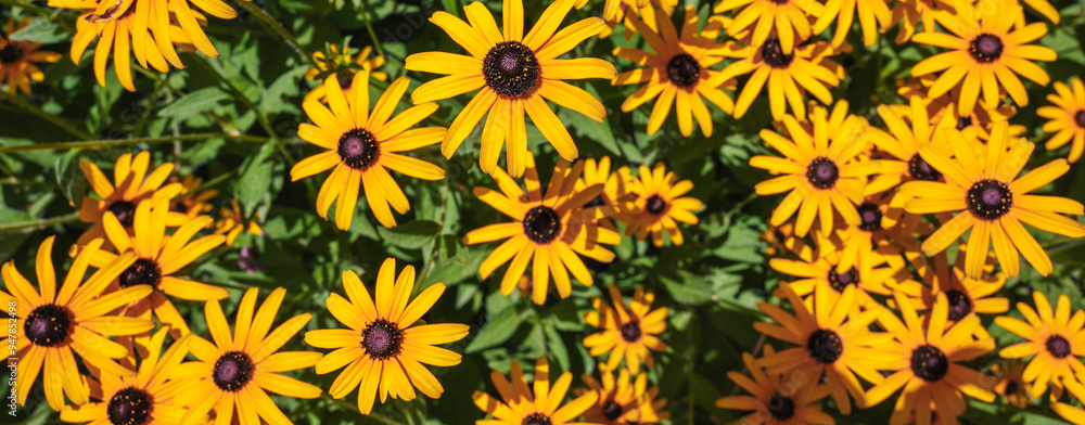 Bright yellow rudbeckia in close-up. Panoramic Bright yellow rudbeckia in close-up. Panoramic