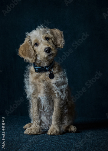 Adorable labradoodle puppy, wearing collar sitting in studio photo