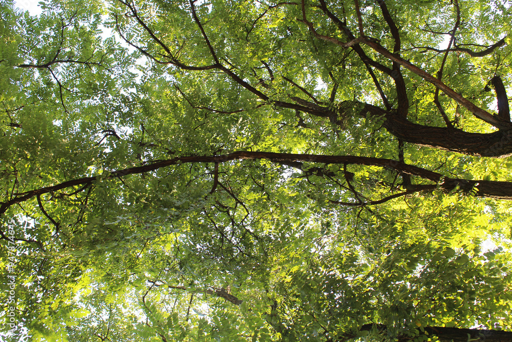Fototapeta premium green leaves in the forest
