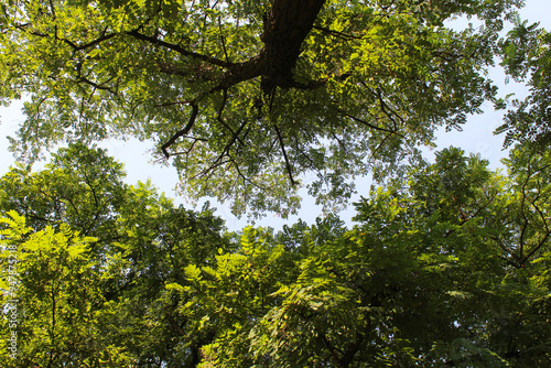 acacia tree with green leaves, branches, green leaves of the sky, tree in the forest 