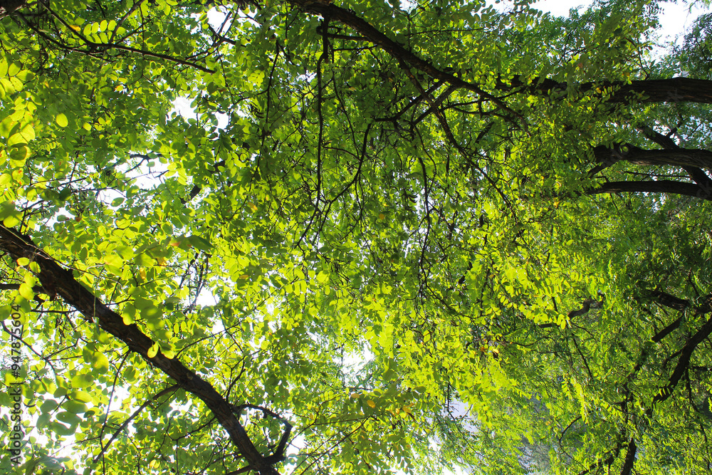 Fototapeta premium branches with green leaves and blue sky