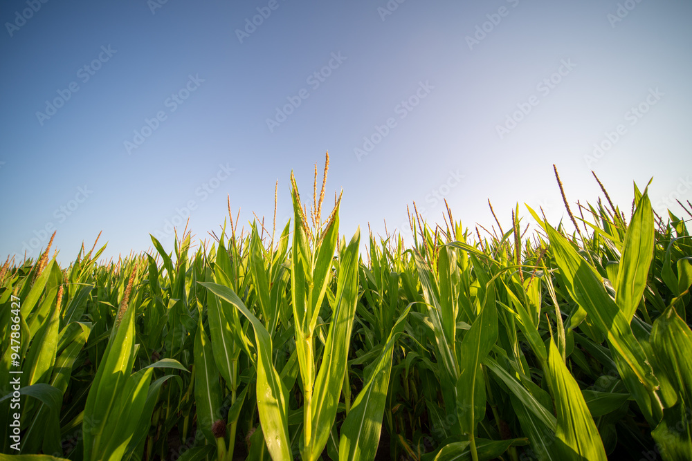 Fototapeta premium Corn Field View