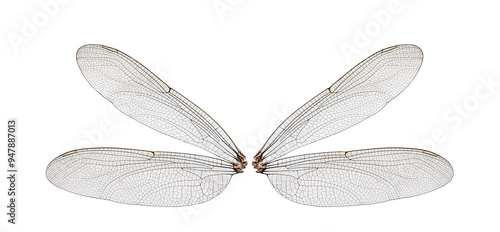 dragonfly wings on a white,isolated