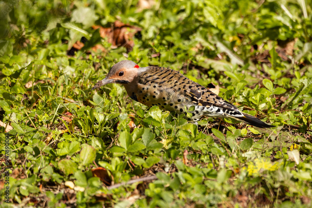 Side view of female northern flicker rooting for food in the ground during a late summer morning, Quebec City, Quebec, Canada Side view of female northern flicker rooting for food in the ground during a late summer morning, Quebec City, Quebec, Canada