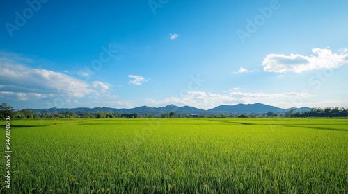 A wide-angle view of a rice field with a clear blue sky and distant hills, capturing the expansive and open feeling of rural landscapes.