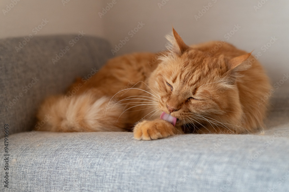 毛づくろいをする可愛い猫 茶トラ猫 毛づくろいをする可愛い猫 茶トラ猫