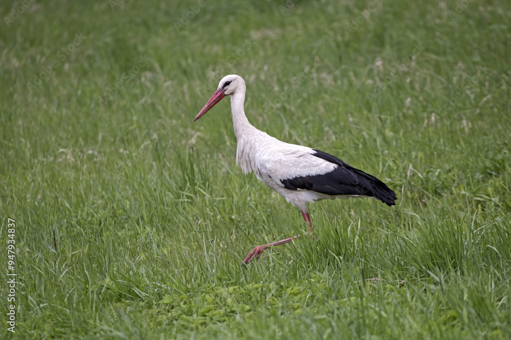 White stork walking on a green field. Close-up of White stork (Ciconia ciconia). White stork walking on a green field. Close-up of White stork (Ciconia ciconia).