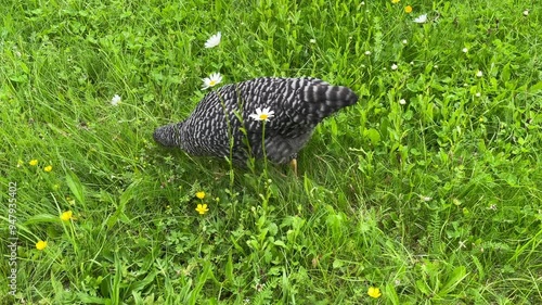 Hen looking for food outside in a meadow in summer. Species appropriate. Ethical Husbandry.  Horizontal video, top down view. 