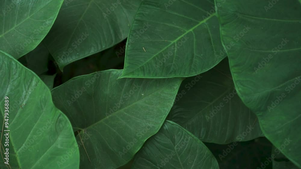green leaf background green leaf background