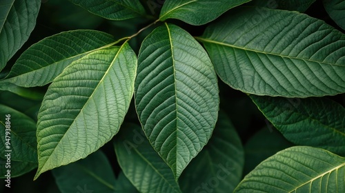 Dark green leaves top view