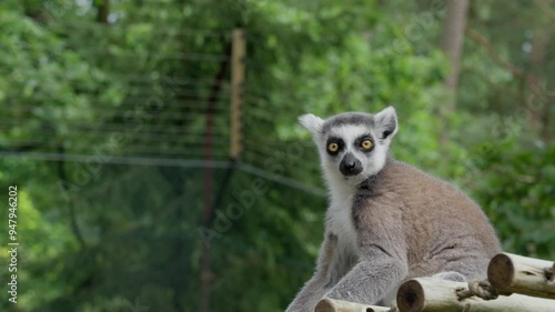 Closeup slow-motion of a ring-tailed lemur sitting on a rope ladder, looking around with a blurred background photo