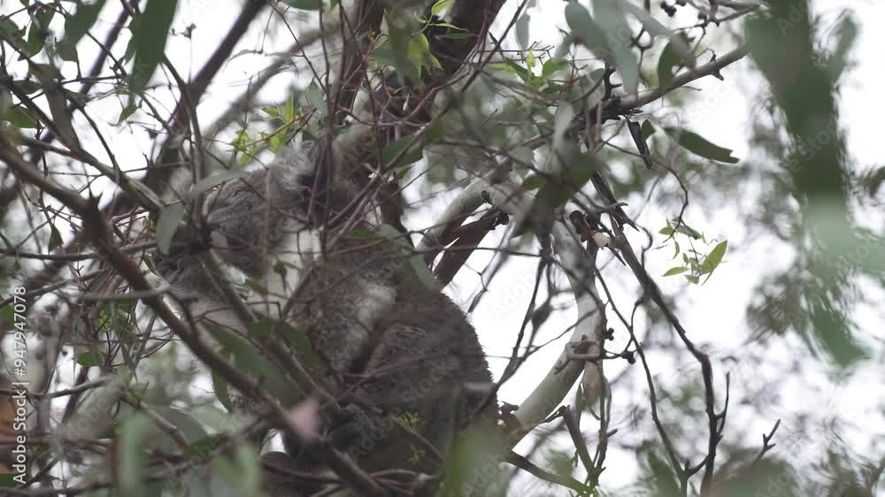 Cute Koala Sitting in tree of Australian jungle during cloudy day, close up. Bottom up. Eating plants of tree. Cute Koala Sitting in tree of Australian jungle during cloudy day, close up. Bottom up. Eating plants of tree.