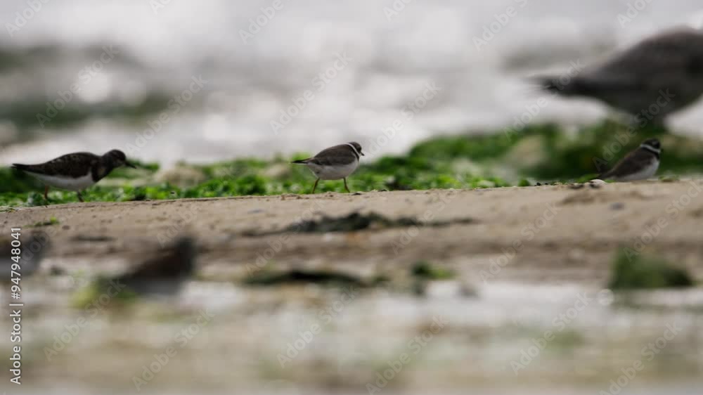 Bontbekplevier or Common ringed plover pecking and searching for food on a sandy shore during low tide Bontbekplevier or Common ringed plover pecking and searching for food on a sandy shore during low tide