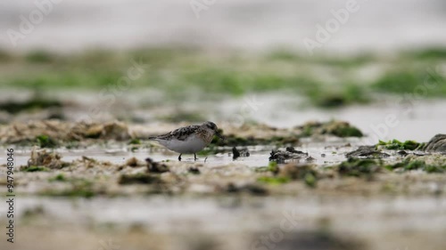 Steenloper or Ruddy turnstone birds wade through shallow waters, looking for food along the beach photo