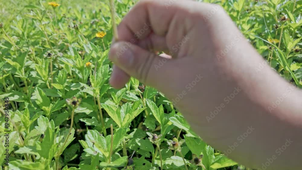 Close-up of a child's hand picking yellow daisies in a sunny meadow, capturing the essence of spring, simplicity, and the freshness of an outdoor day surrounded by flowers and green grass. Close-up of a child's hand picking yellow daisies in a sunny meadow, capturing the essence of spring, simplicity, and the freshness of an outdoor day surrounded by flowers and green grass.