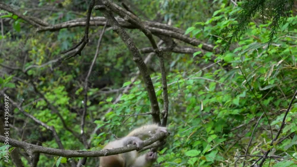 Wild Tibetan macaque baby monkey plays with a napkin on its feet along a tree branch and falling down Wild Tibetan macaque baby monkey plays with a napkin on its feet along a tree branch and falling down