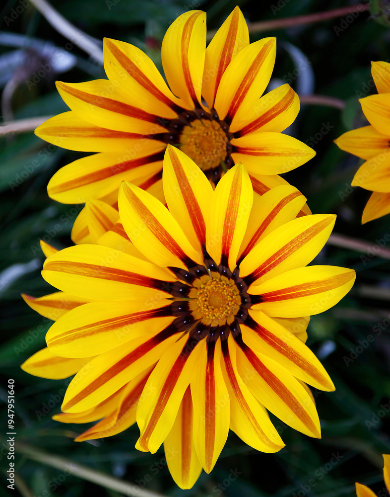 Striped flowers in Pennsylvania garden Striped flowers in Pennsylvania garden