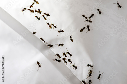 An army of ants marching on the surface of a trash bag
