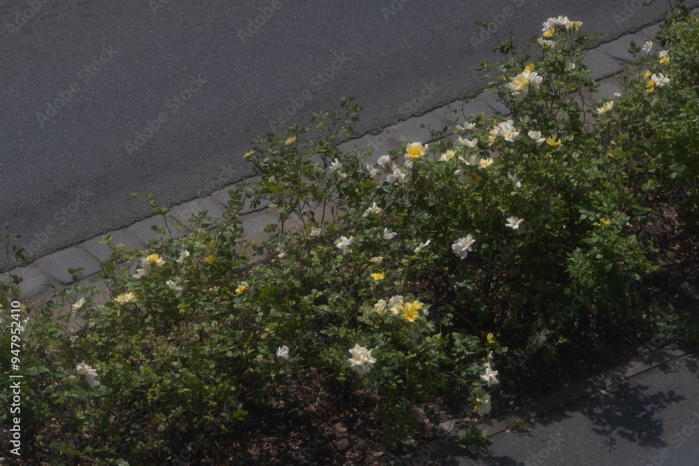 Naklejka premium Blooming yellow roses in the summer sun right next to the road