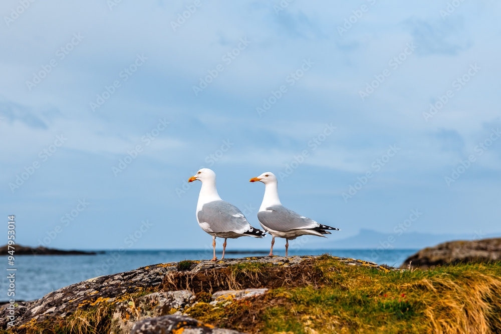 Two Seagulls Looking Out to Sea Two Seagulls Looking Out to Sea