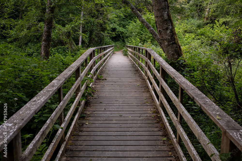Wooden Walkway leading into dense, lush, green forest Wooden Walkway leading into dense, lush, green forest