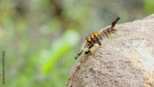 Caterpillar of goldafter crawling on stone