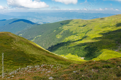 view in to chornohora ridge valley. alpine landscape of carpathian mountains on a bright forenoon in summer. green hillside. forested hills and grassy meadows beneath a bright blue sky. travel ukraine