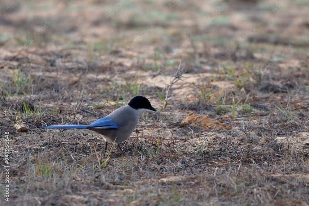 Obraz premium iberian magpie