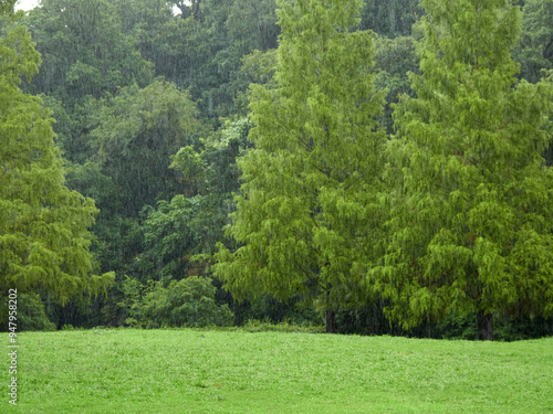 夏の雨の日の公園の森の風景