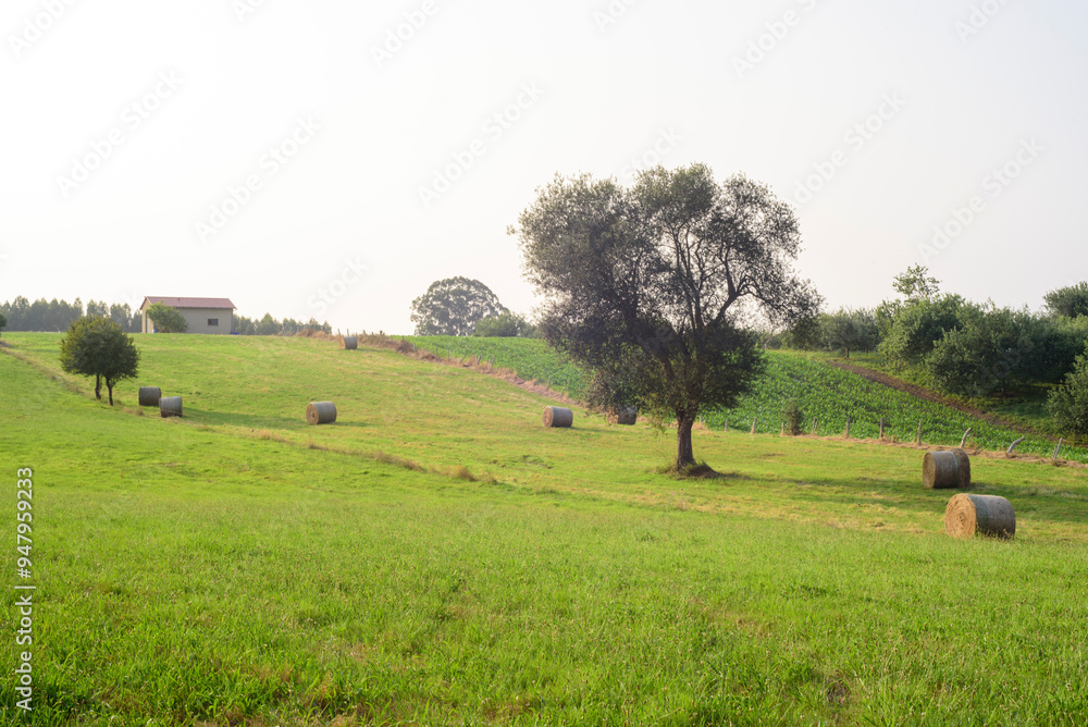 Fototapeta premium Balas de heno junto a arbol en ladera verde en Asturias