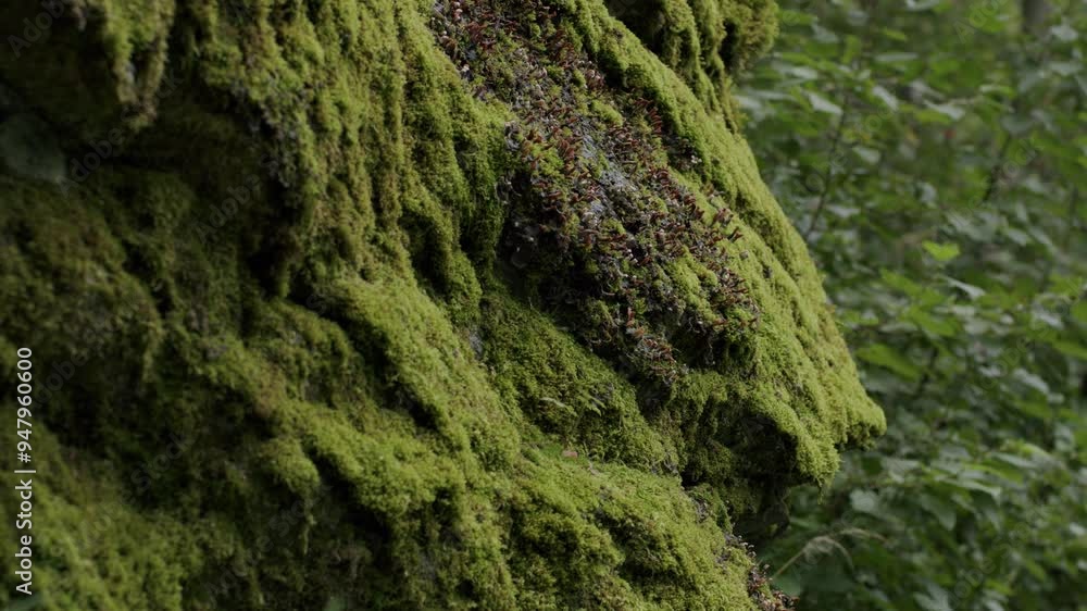 Close-up of a moss-covered tree trunk in a lush forest with rich green textures Close-up of a moss-covered tree trunk in a lush forest with rich green textures