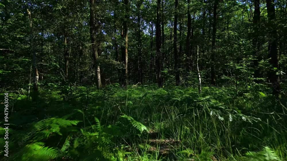 Toward movement above the part of l'Huisserie forest field at low altitude, Mayenne, France. Toward movement above the part of l'Huisserie forest field at low altitude, Mayenne, France.