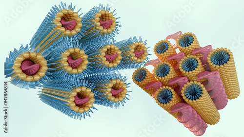 3d rendering of lamellar phase exhibits DNA rods intercalated between lipid bilayers and inverse hexagonal phase consists of DNA rods coated with a lipid monolayer arranged on a hexagonal lattice photo