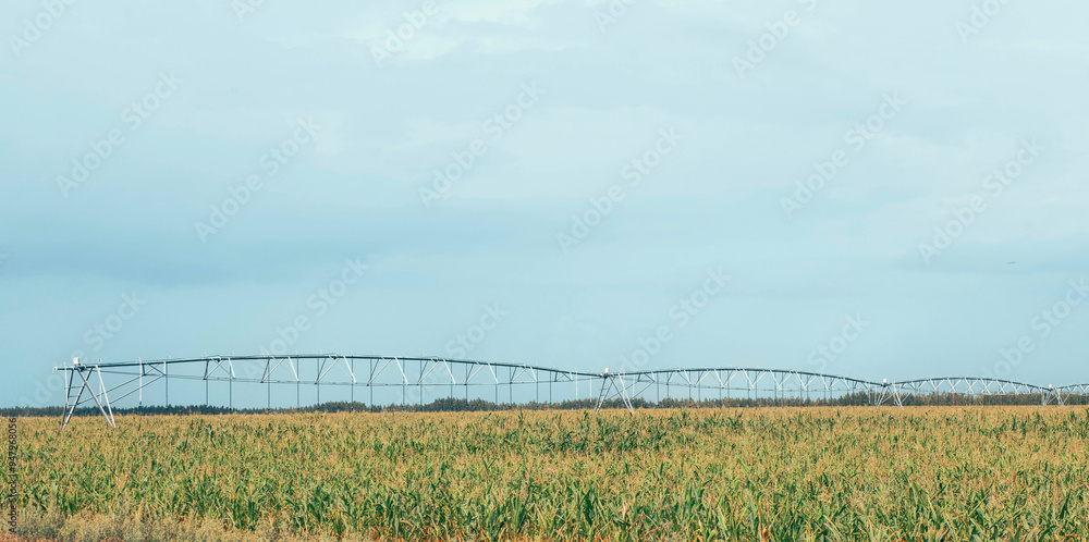 Agriculture, vast cornfield under irrigation system, integration of technology in modern farming practices Agriculture, vast cornfield under irrigation system, integration of technology in modern farming practices