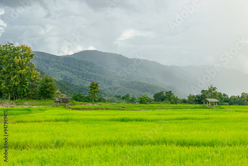 Countryside landscape view of green with rice field with raining fresh air mountain background agriculture country in Asian Thailand rural.