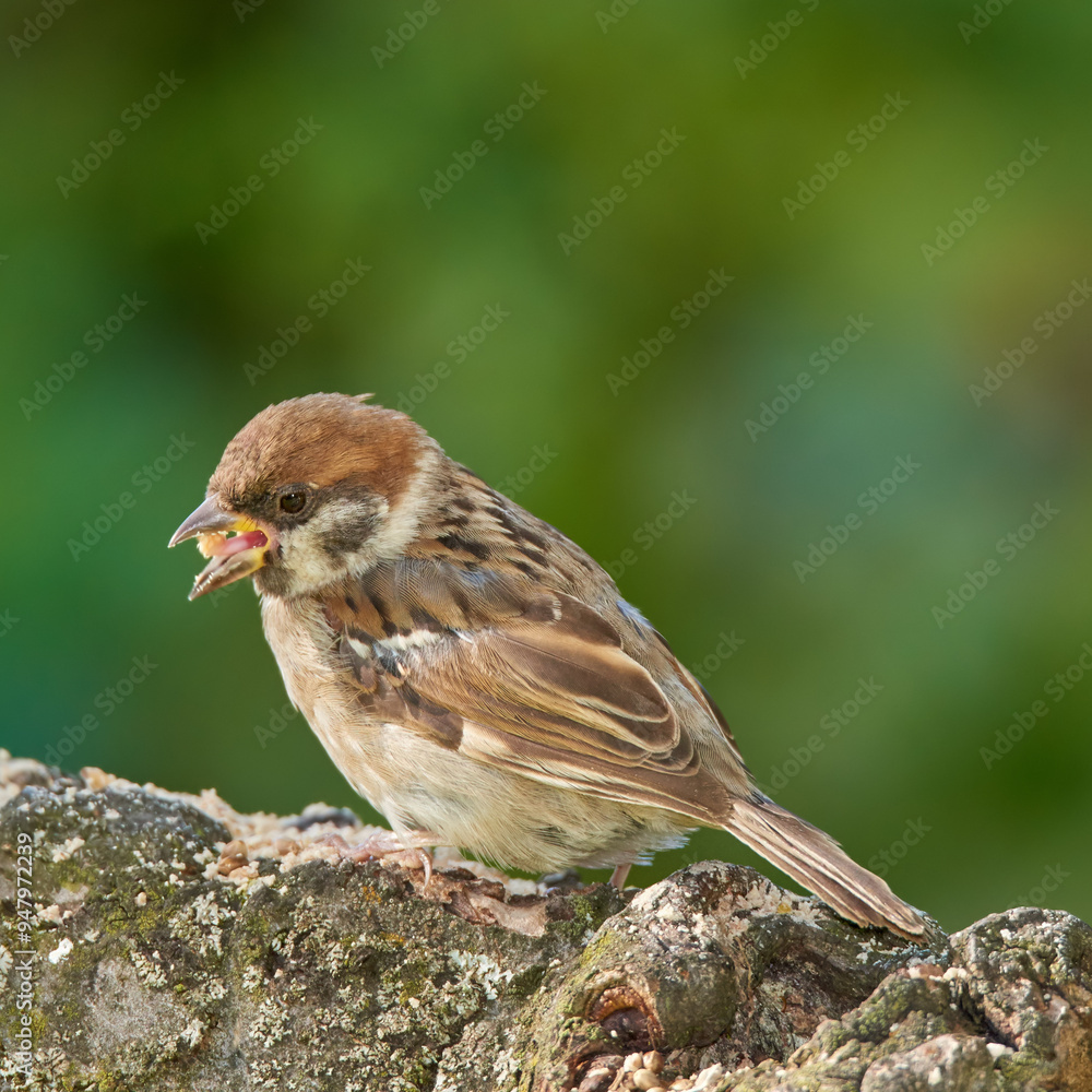 Bird, tree sparrow and eating on branch for food, foraging or search for seeds. Small female animal, feeding and rest on log from flight, habitat creation and health or nutrition in Denmark ecosystem Bird, tree sparrow and eating on branch for food, foraging or search for seeds. Small female animal, feeding and rest on log from flight, habitat creation and health or nutrition in Denmark ecosystem