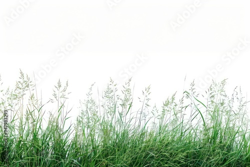 Lush green grass field backdrop