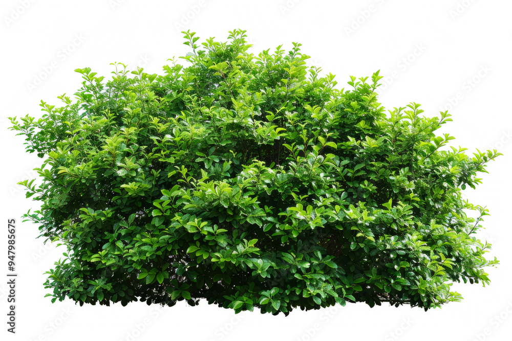 Obraz premium A lush full bush with a vibrant green hue, showcasing its intricate branching patterns on a white backdrop.