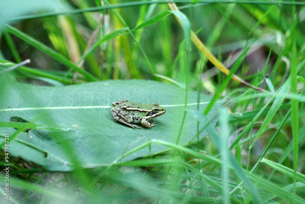 Der Teichfrosch sitzt auf einem grünen Blatt zwischen hohem Gras Der Teichfrosch sitzt auf einem grünen Blatt zwischen hohem Gras