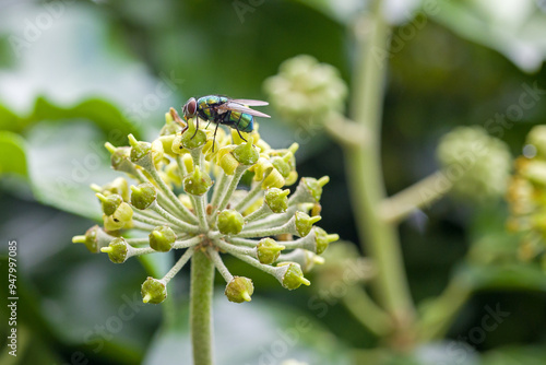 close-up of a common green bottle fly looking for nectar on an ivy blossom photo