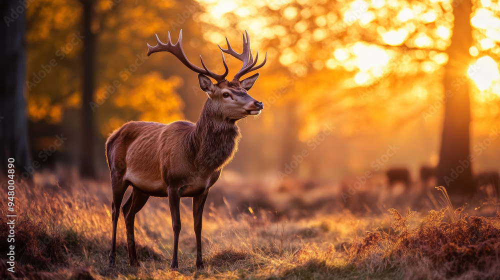 Red deer in the forest at sunset looking around. Red deer in the forest at sunset looking around.