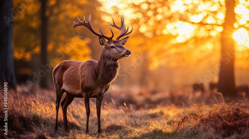 Wallpaper Mural Red deer in the forest at sunset looking around.  Torontodigital.ca