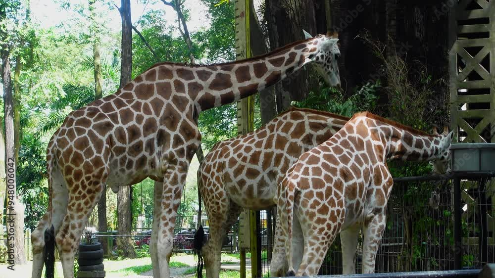 some giraffes are eating at the zoo some giraffes are eating at the zoo