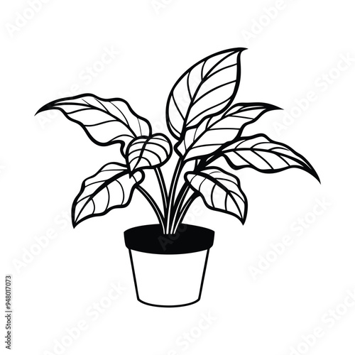 Houseplant Outline Design- Potted plant Clipart - Chinese evergreen plant  illustration in black and white