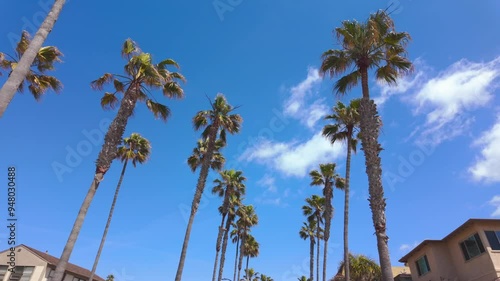 Los Angeles boasts a stunning display of majestic palm trees, adding exquisite charm to the city's landscape.