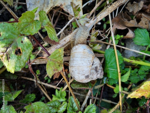 Schnecke frisst Pflanzenreste